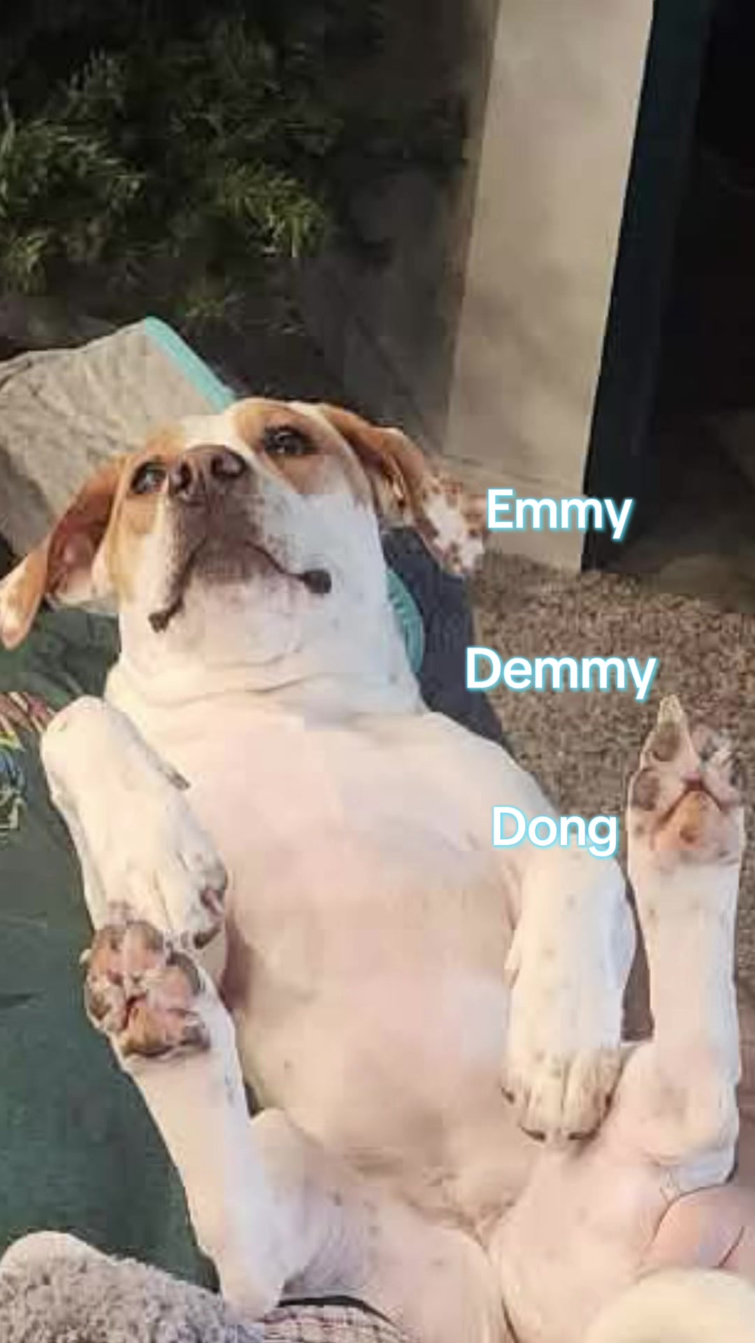 @Sproutie 🐶
