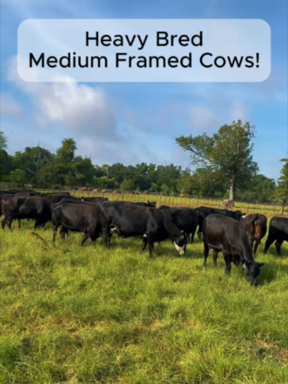 @Rutherford Land and Cattle