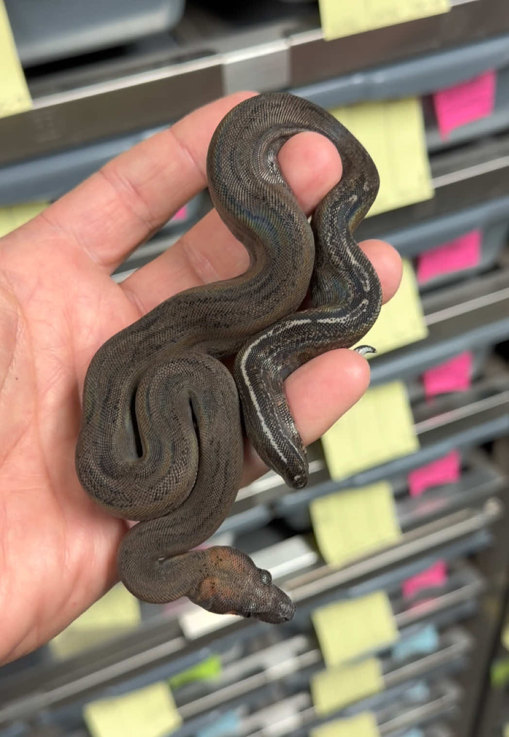 @Snake Country