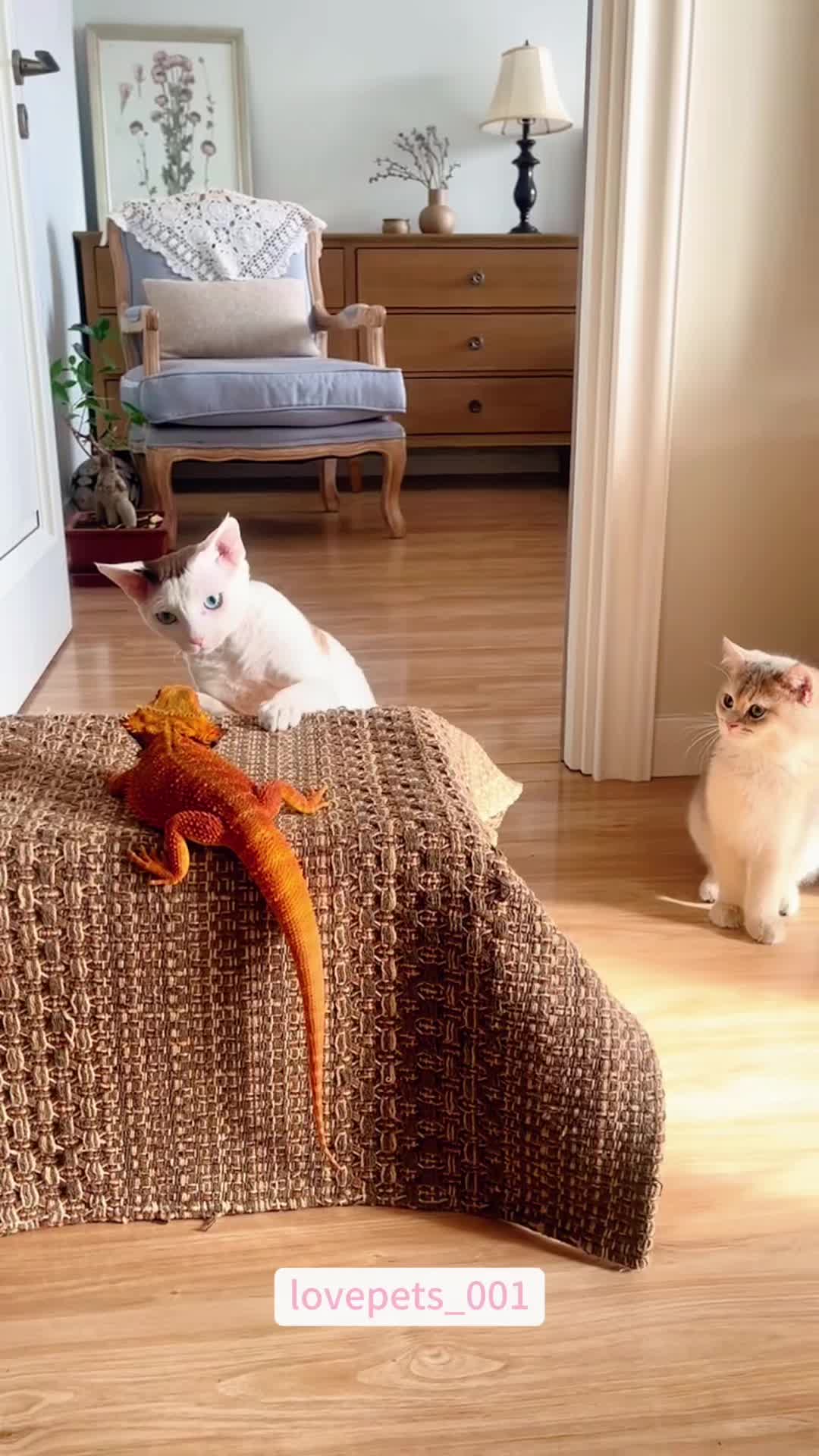 @lovepets_001