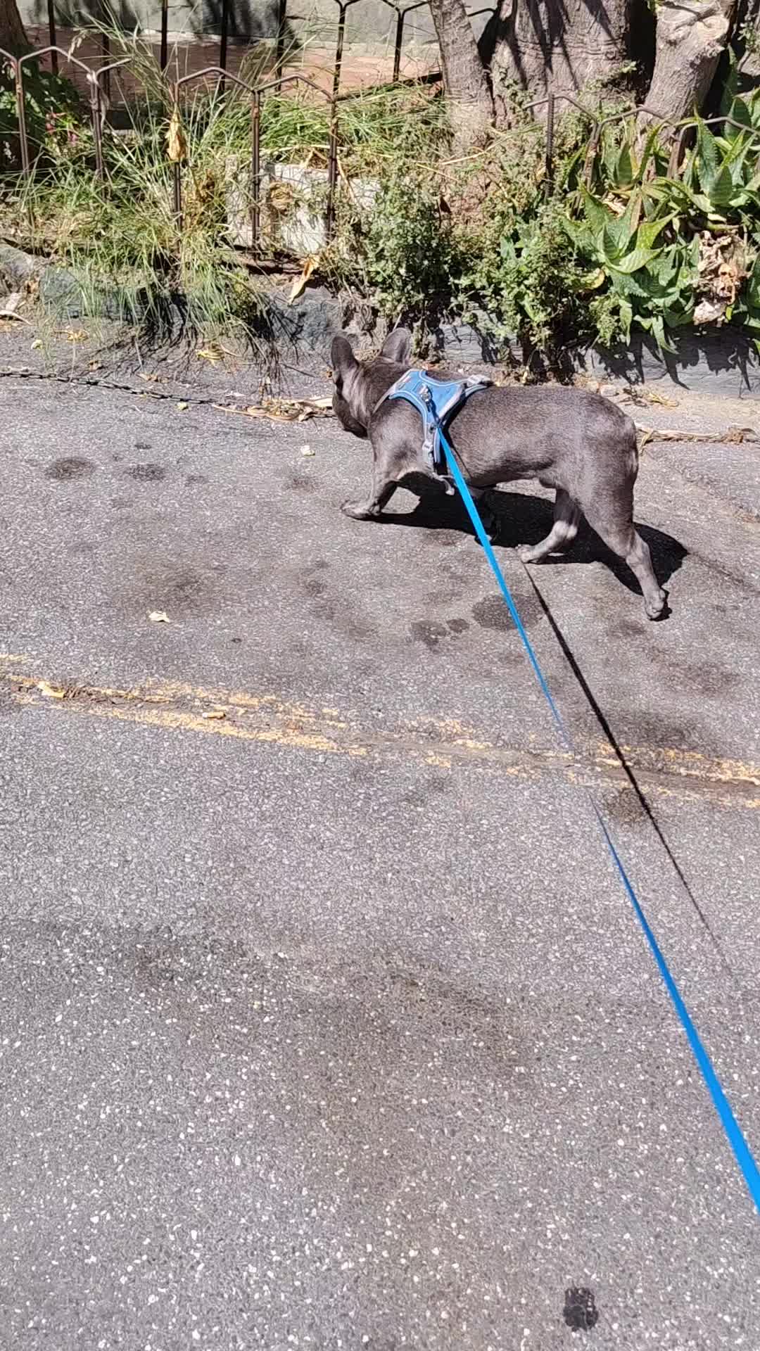 @🐾Pablo🐾