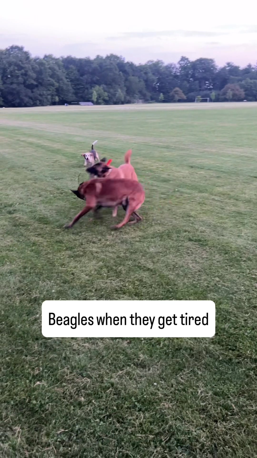 @K9academy