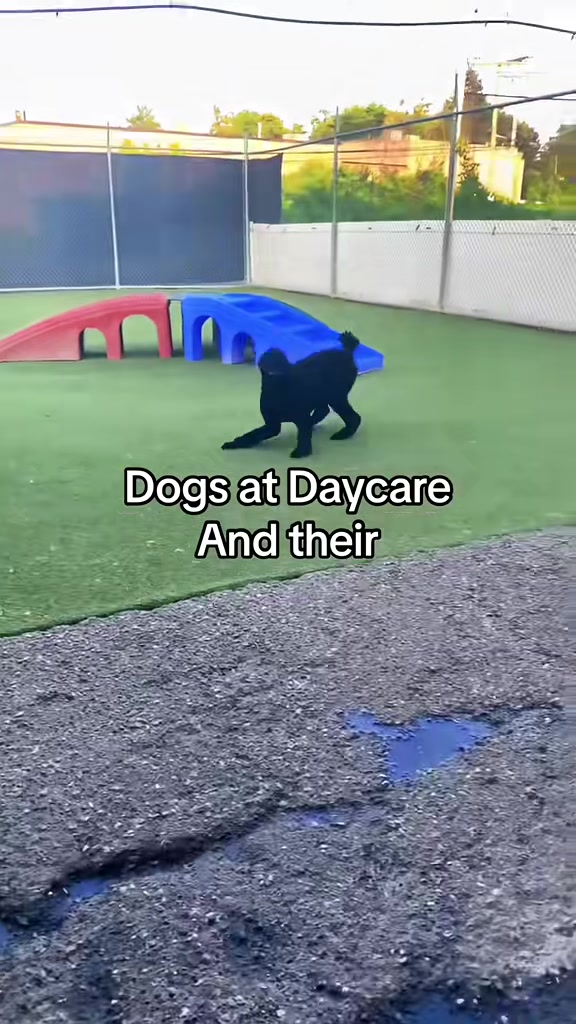 @Canine College
