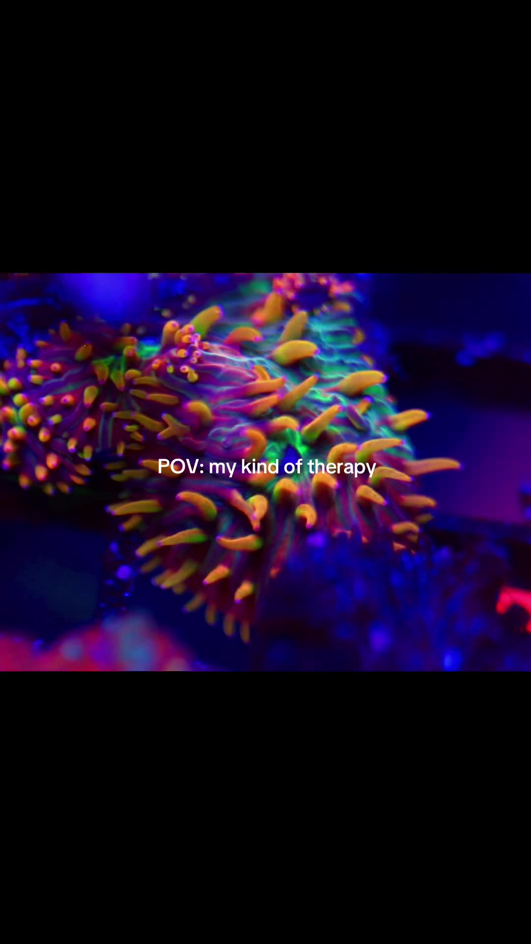 @Cali_Coral_Connect_hxa