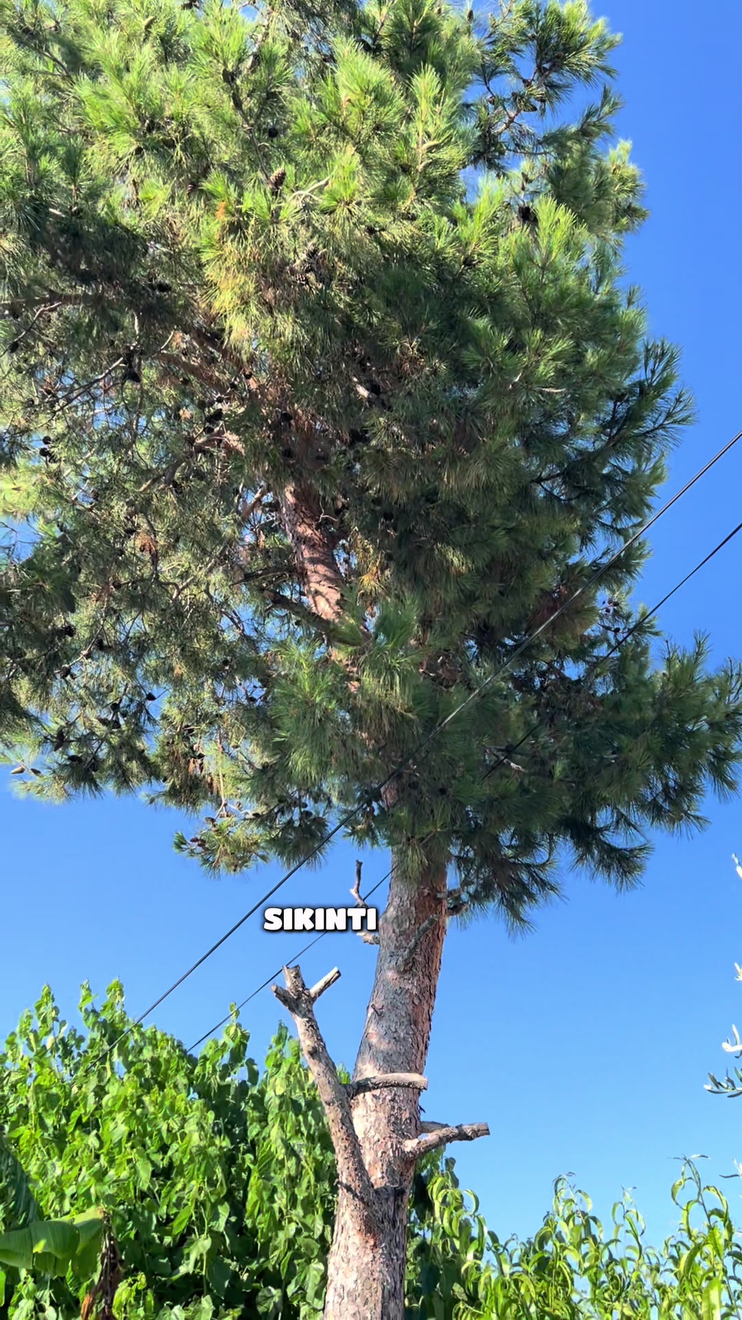 @Kılı&ccedil; Krali&ccedil;esi