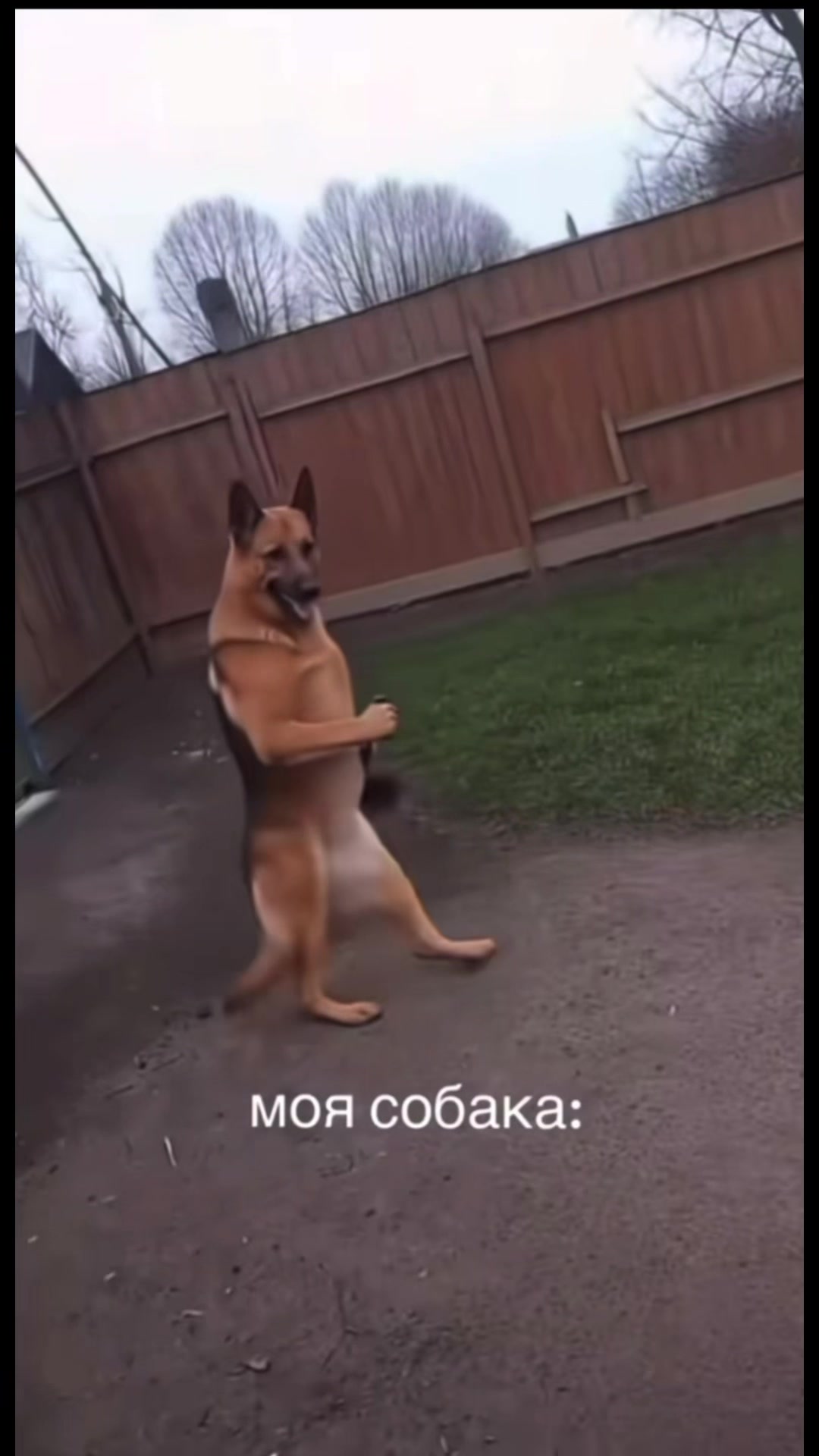 @фразонская