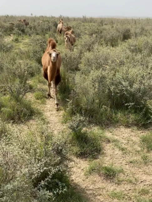 @Gislason Camel