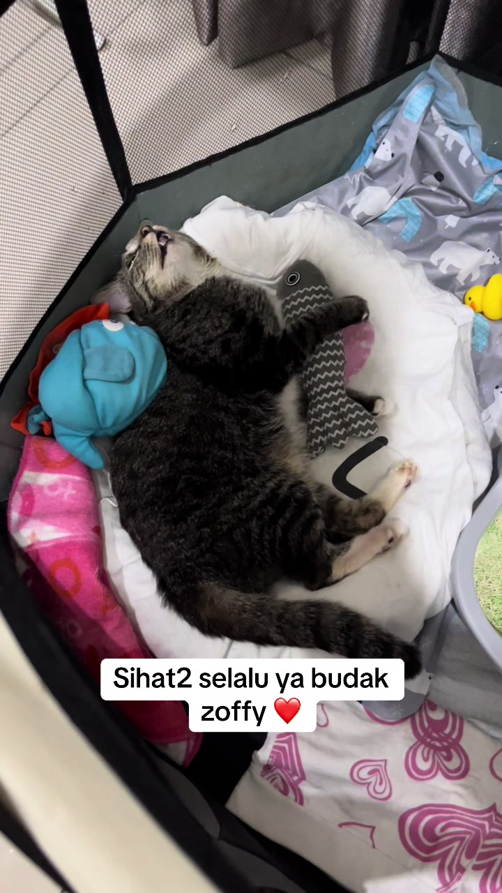 @gengbulus