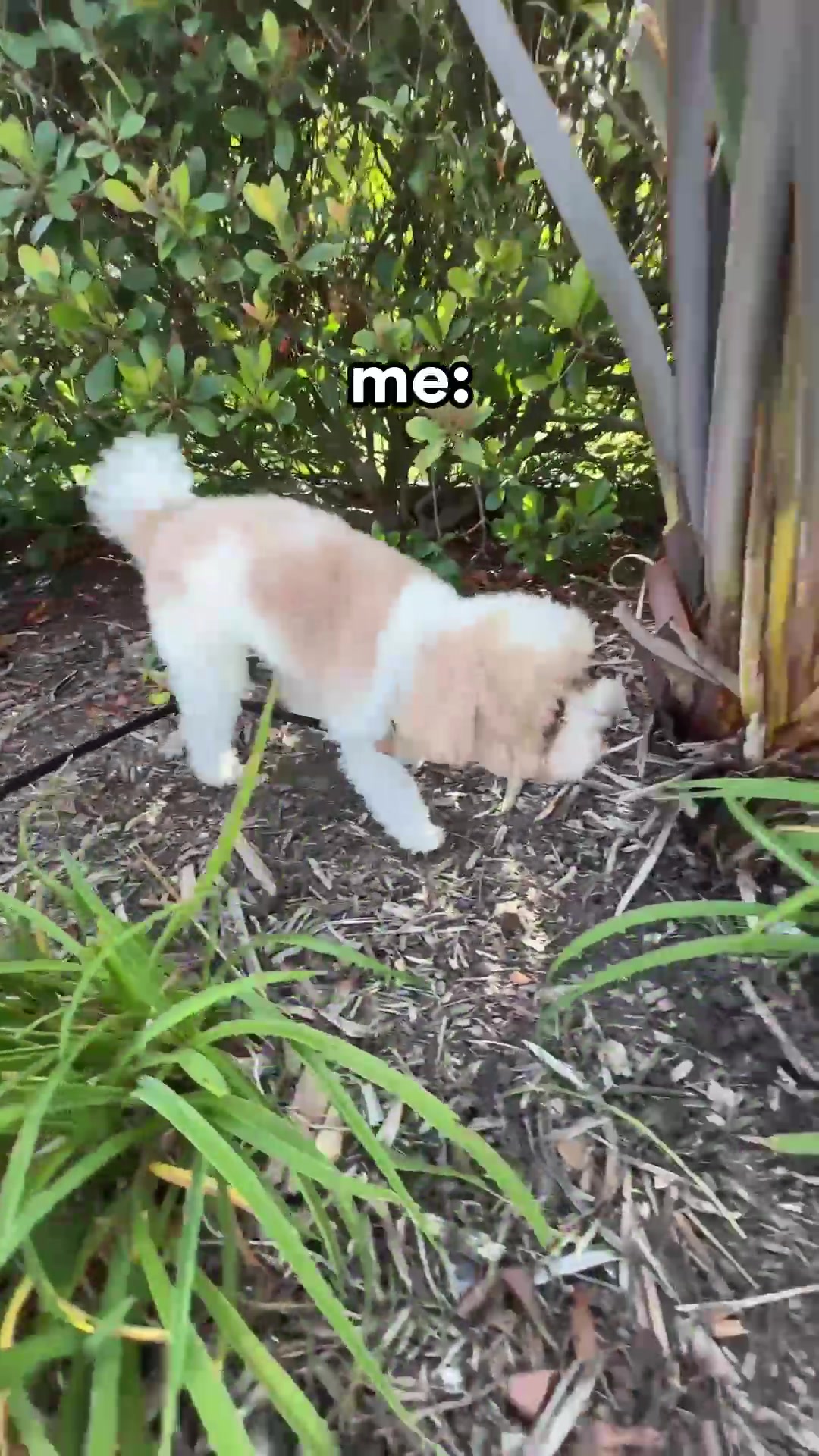 @Chewy