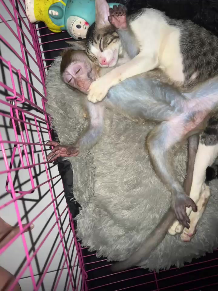 @Michelle🐒