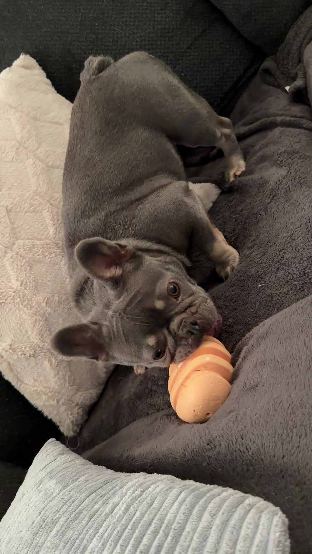 @Arwen the adorable Frenchie
