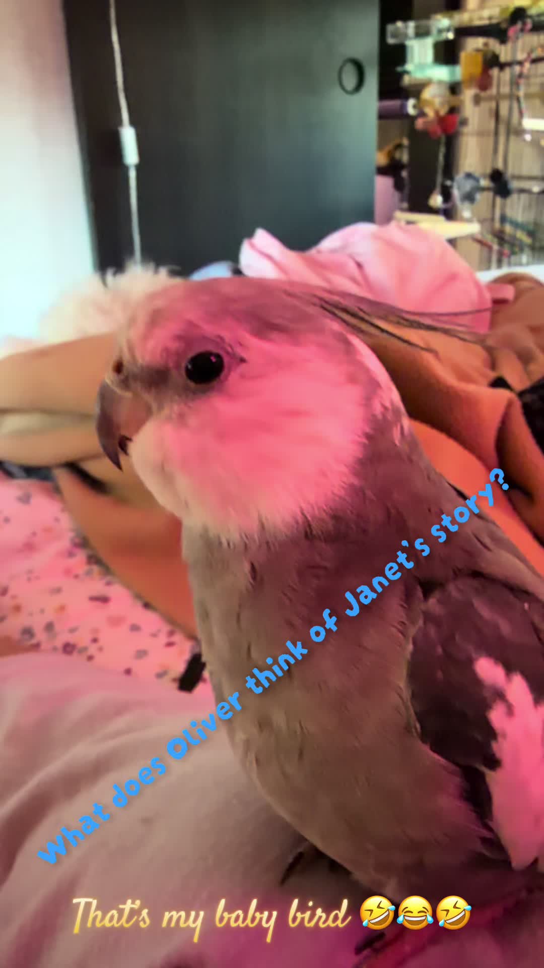 @@misothebirdog