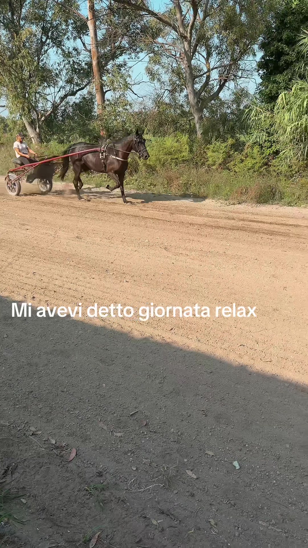 @MariaRosariaMaisto/AngelaHorse