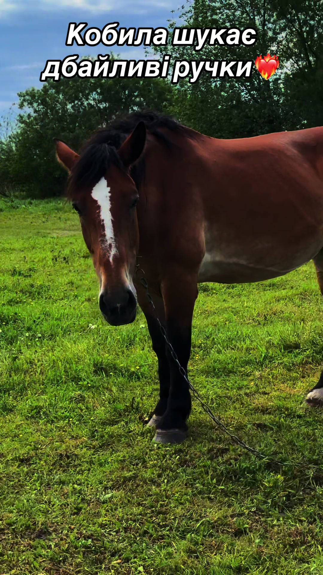 @_horses_farm_syrosh_