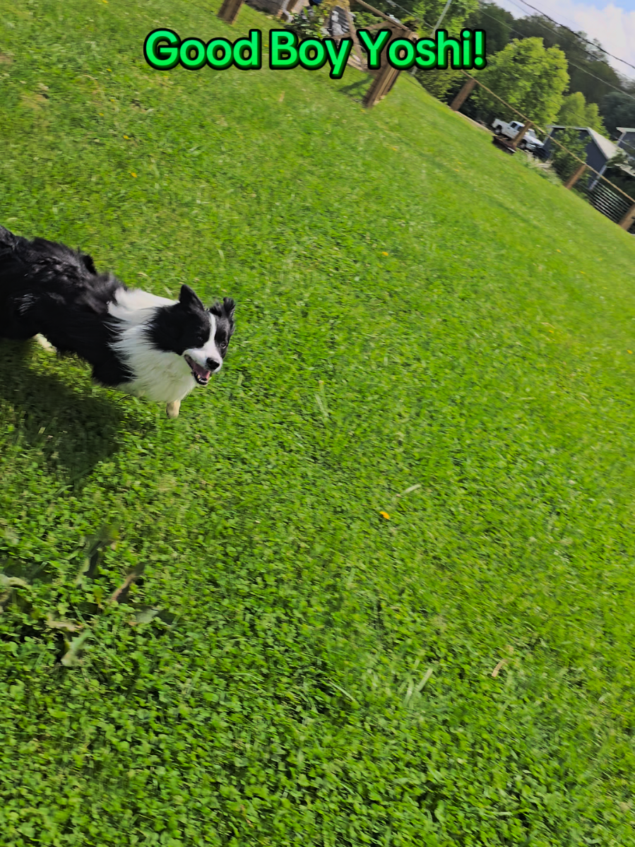 @Yoshi Border Collie