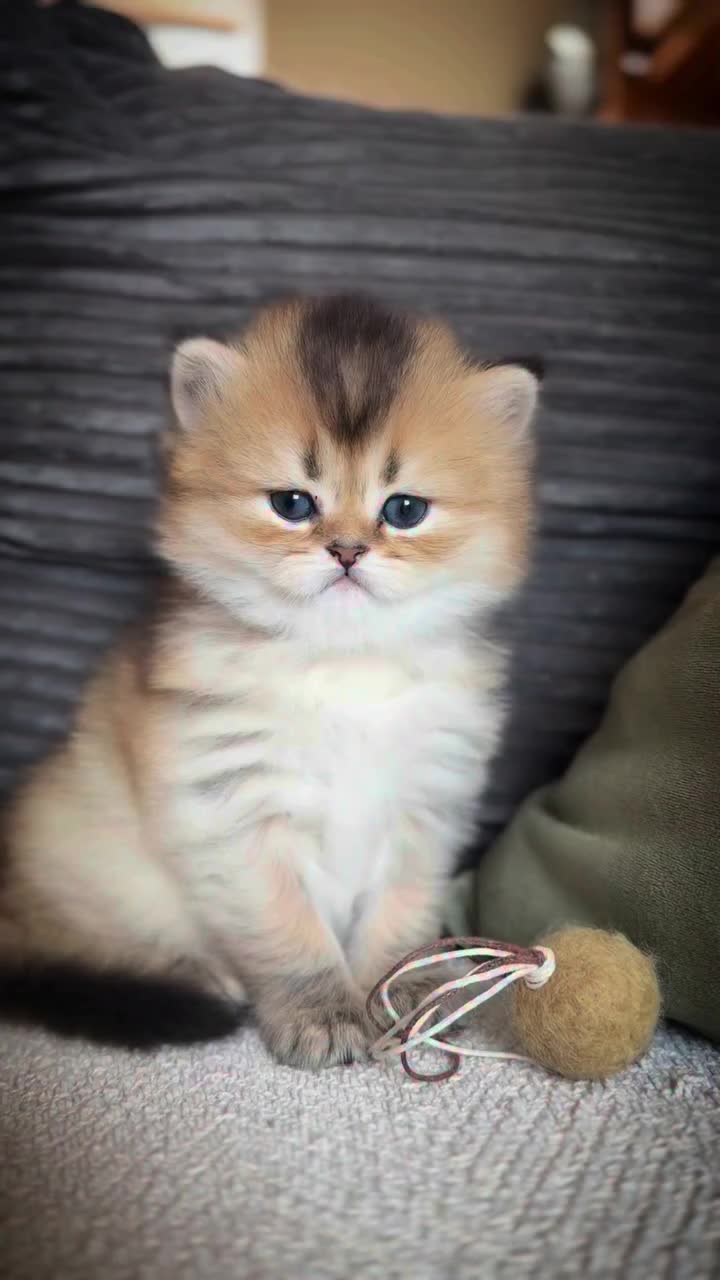 @Royal Mainecoon🇫🇷