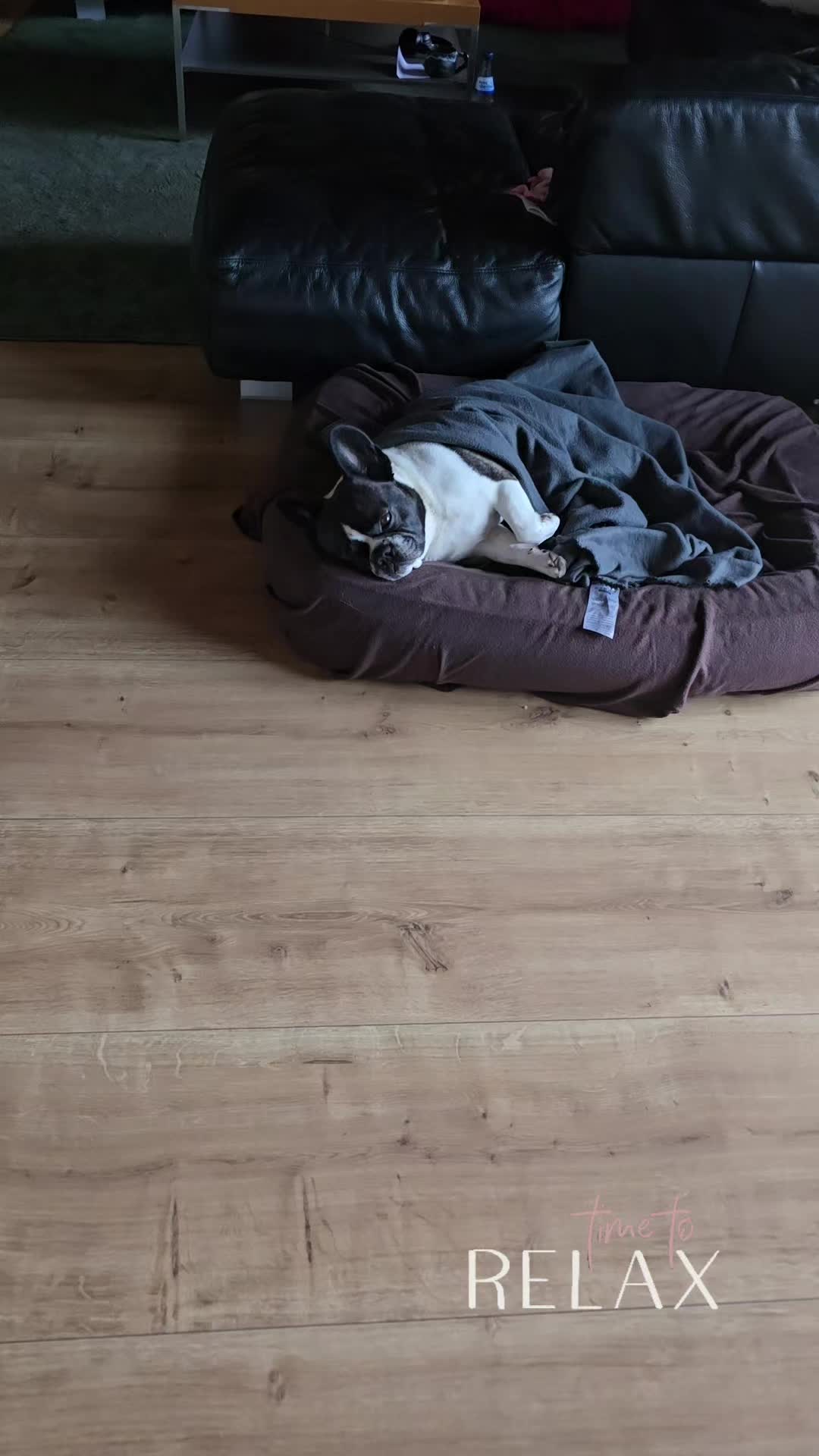 @Kylo und Samy 💙💙🐶🐕🍀🍀