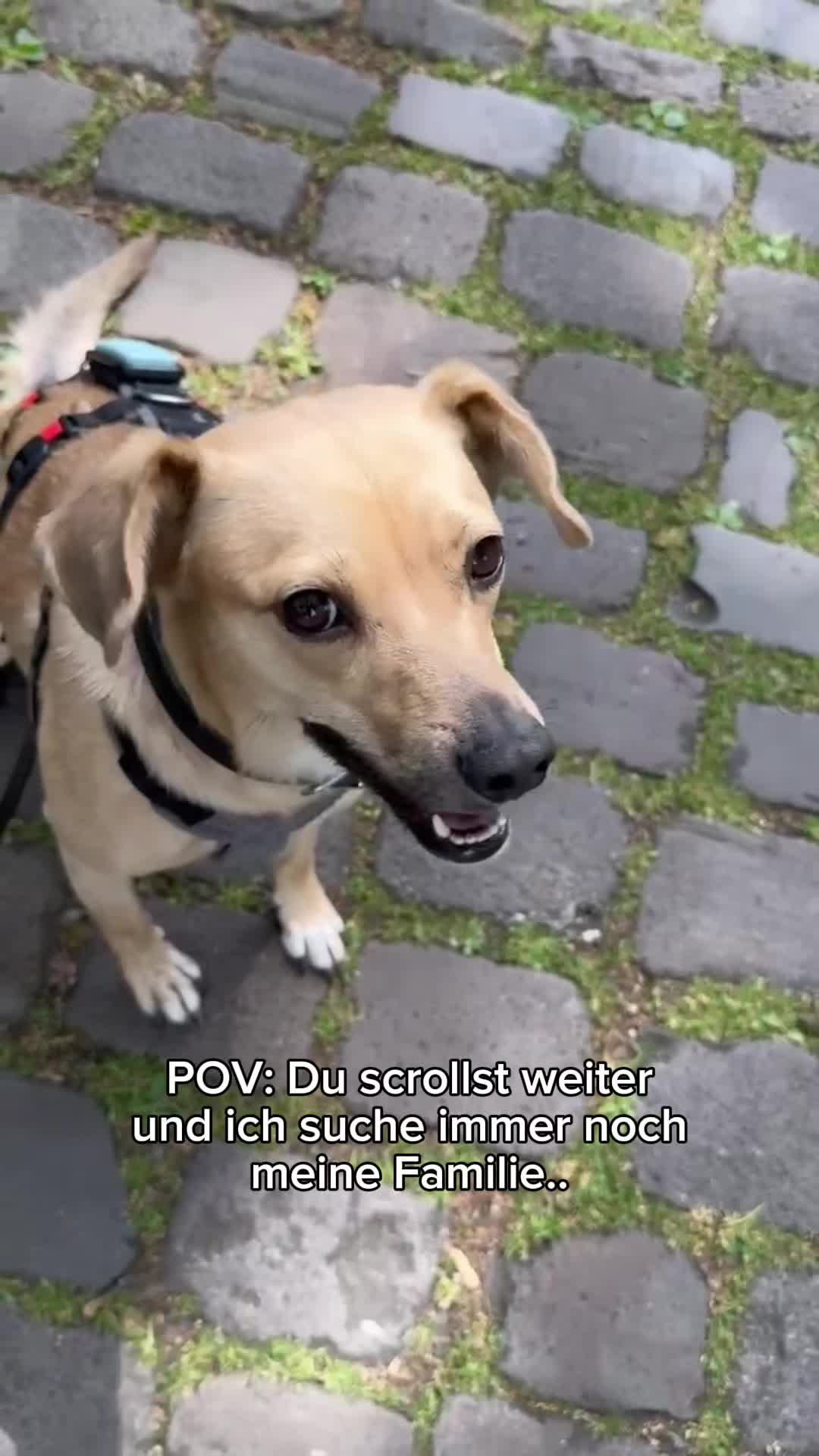 @SpecialDogs e.V.