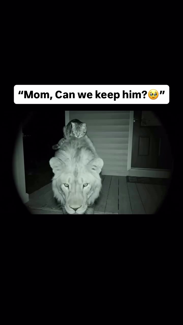 @@Animals