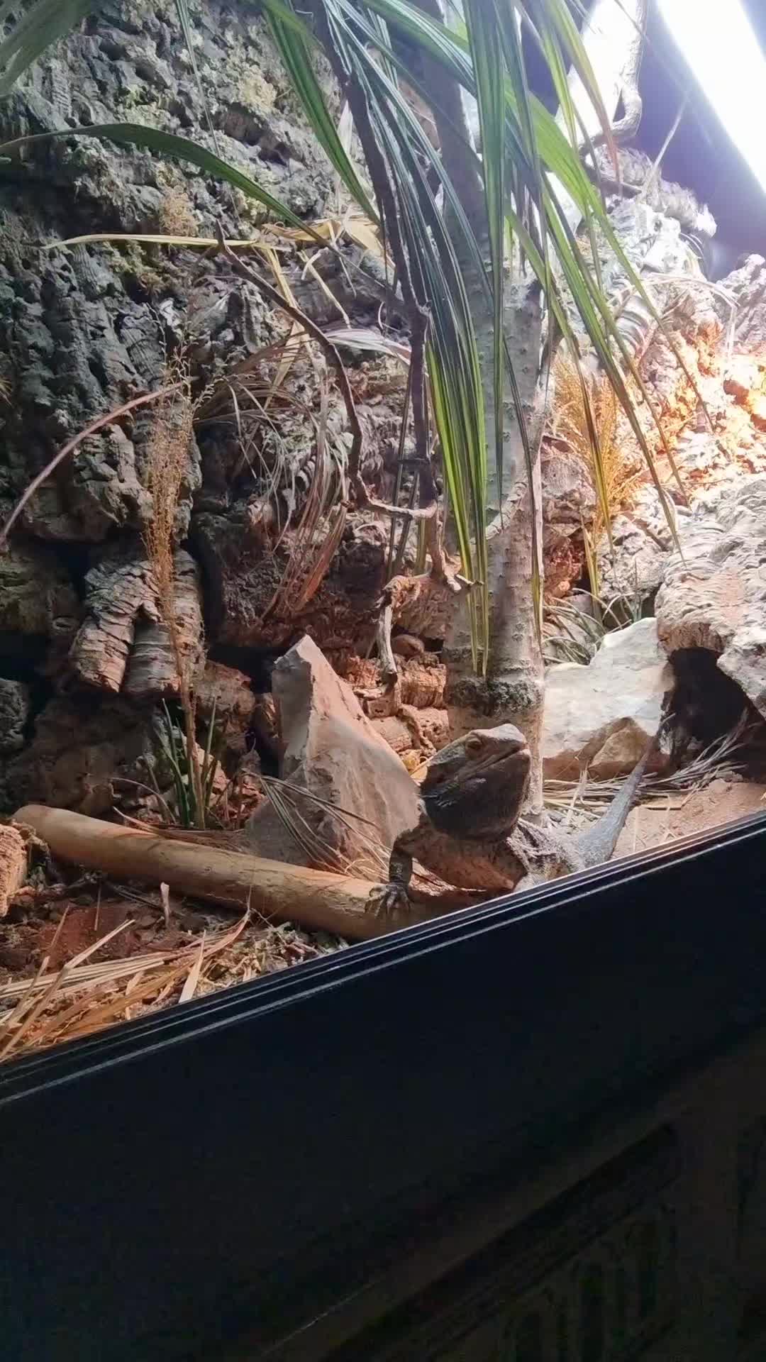 @Rockin' Reptiles Bristol