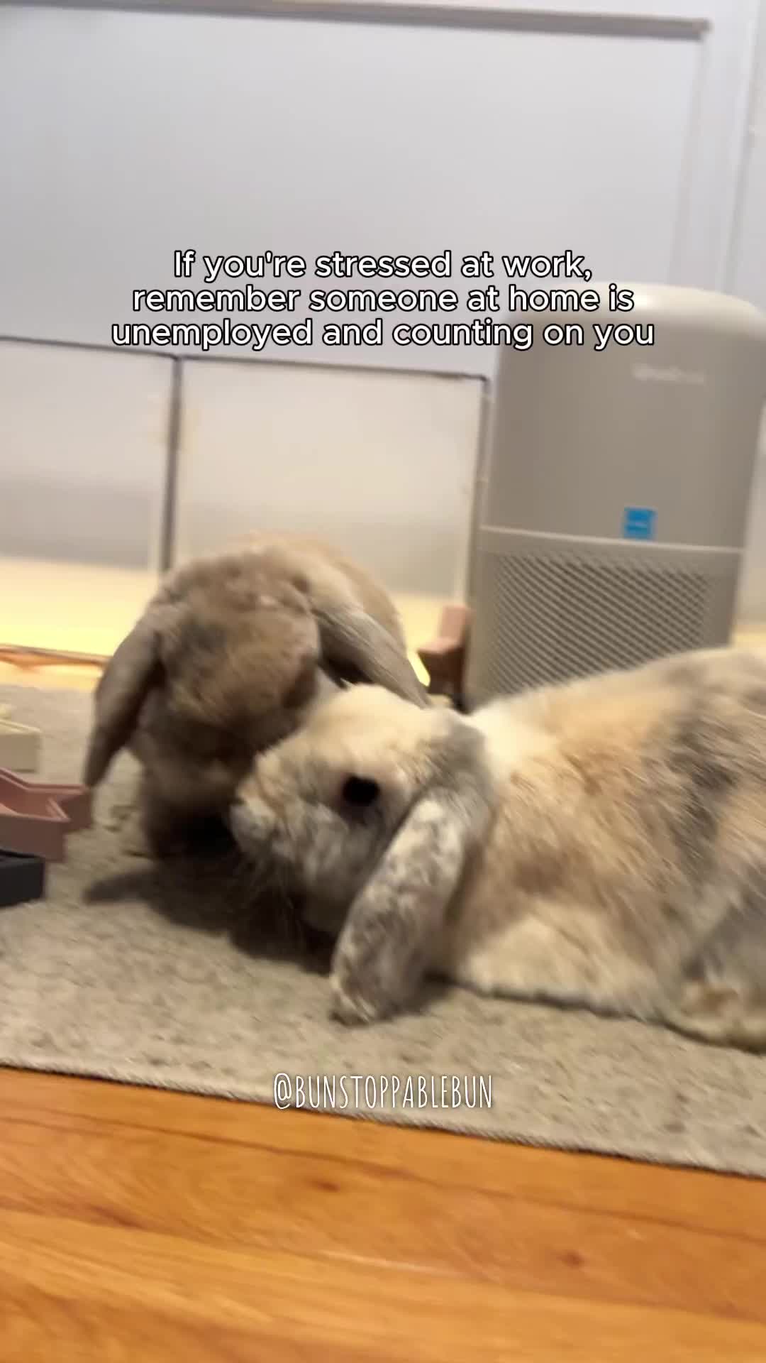 @BunBun, Mochi🌈, Chewy