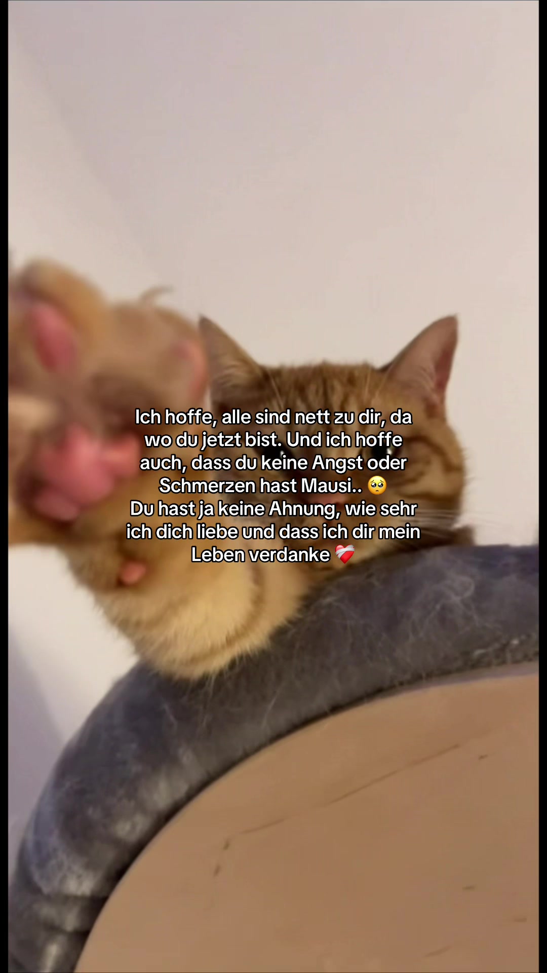 @Miska🧸📔