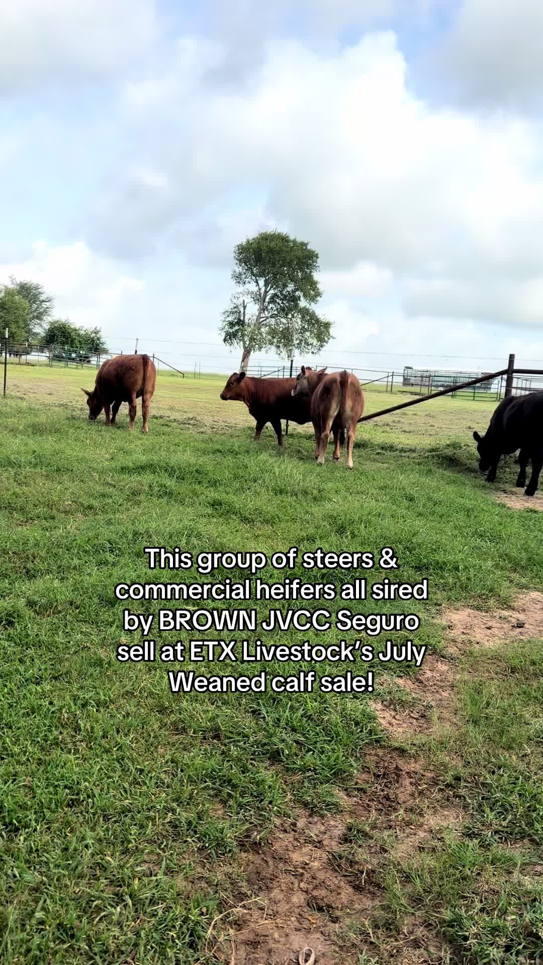 @Greenwood Stock Farms