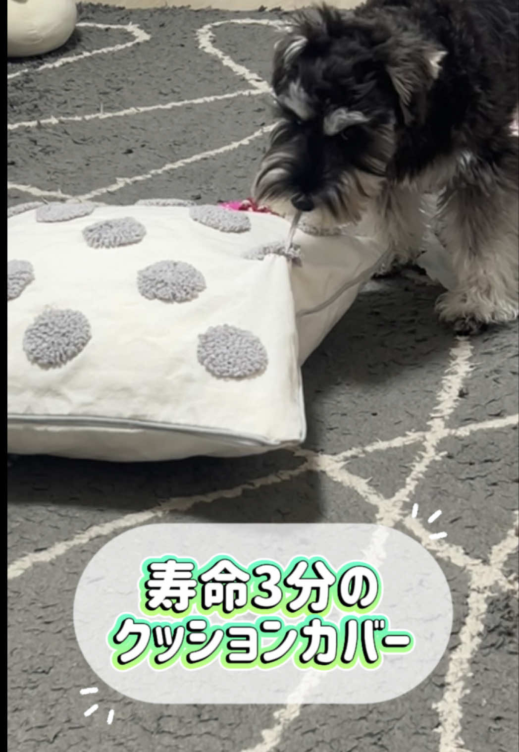 @たたしゃん🐾🪽💎