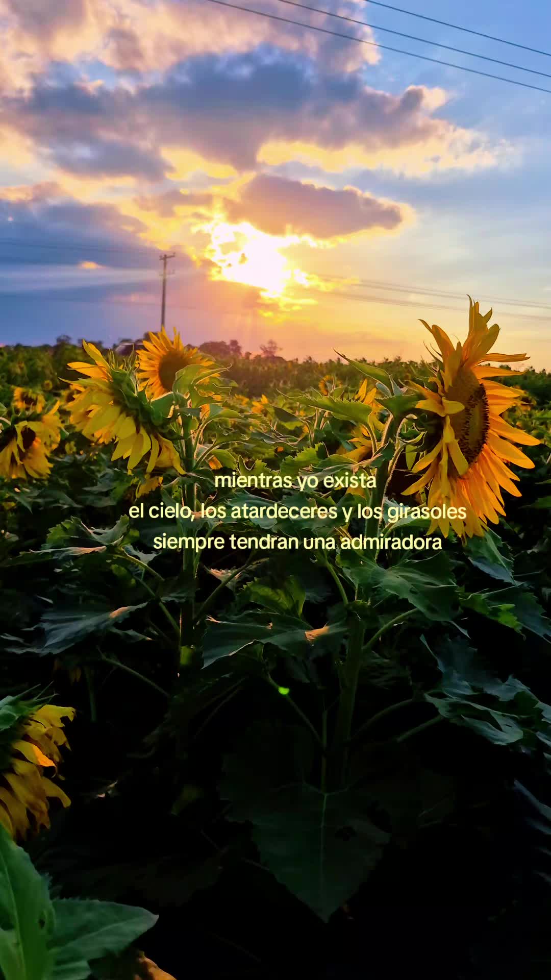 @PAOLA🌷🪻🦋