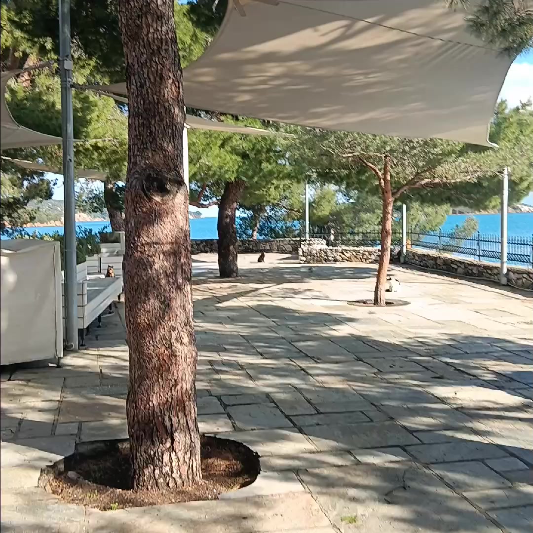 @vi.ve