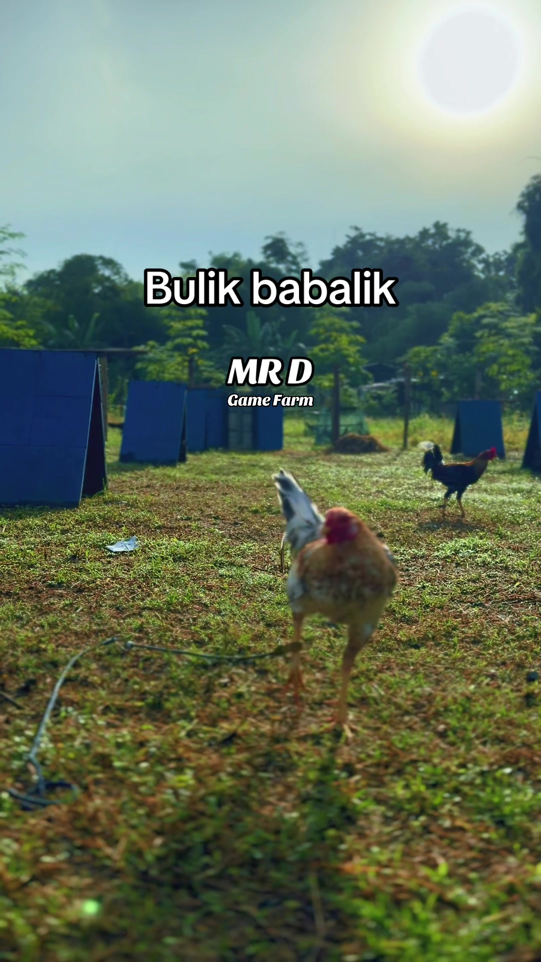 @MR D Game Farm