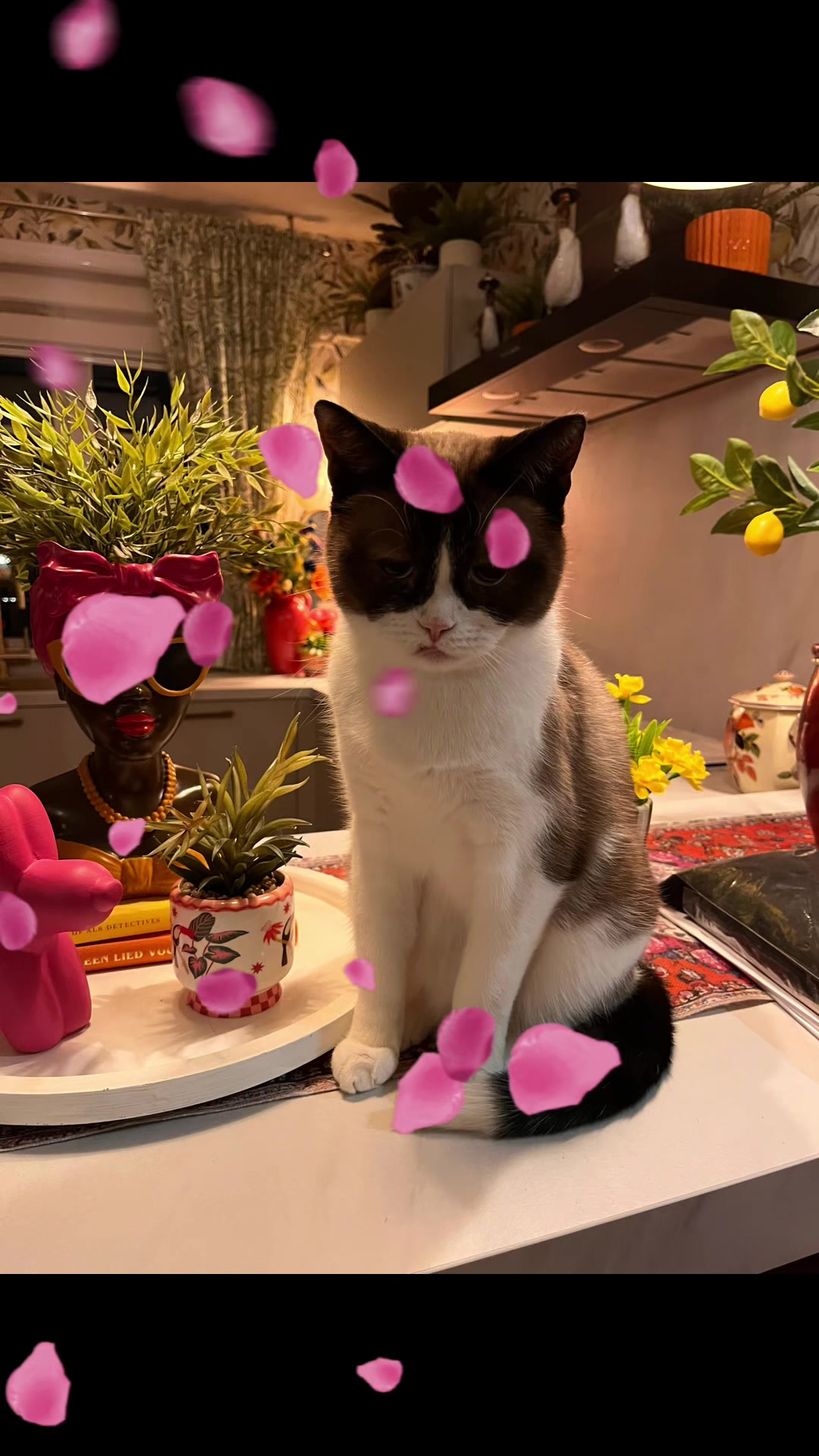 @grumpycattommyandfriends