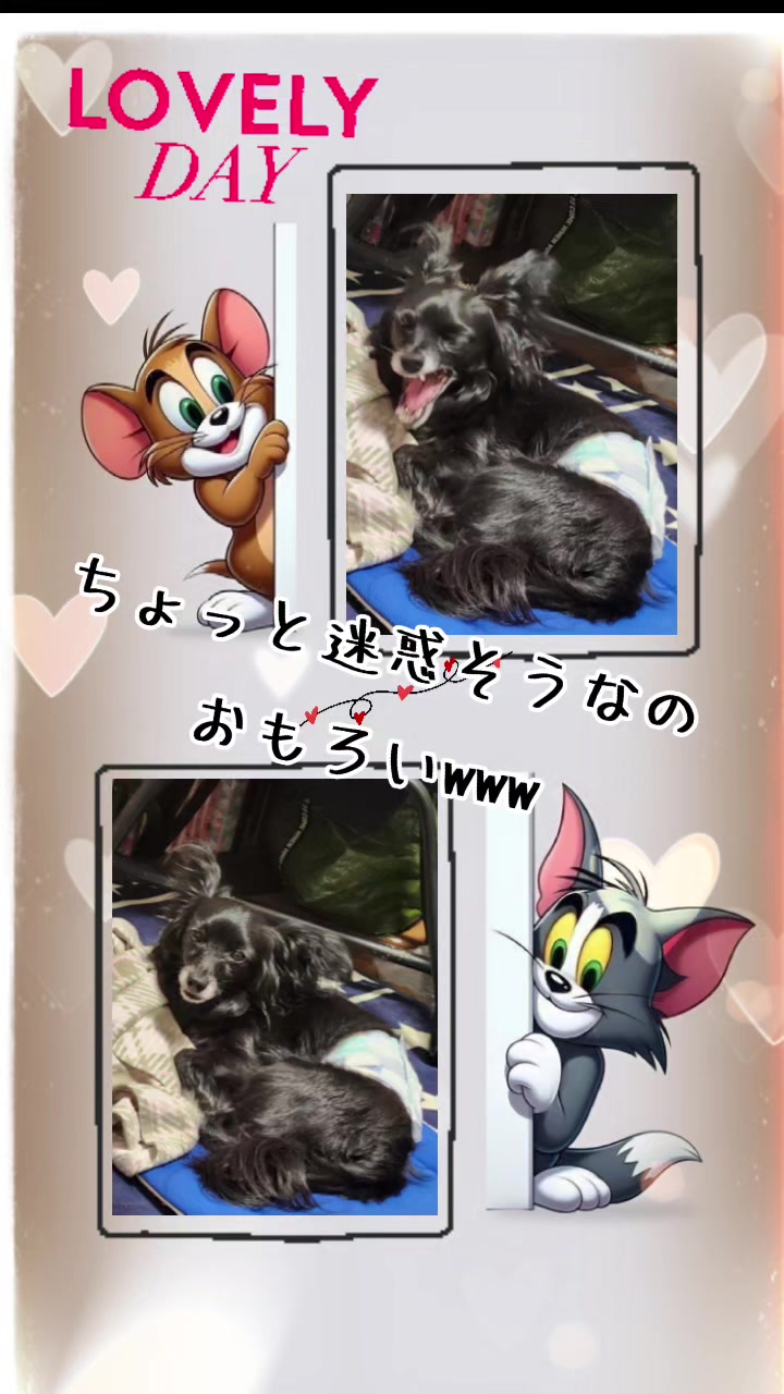 @ᴋᴏɴᴋᴏɴ。👑🦊