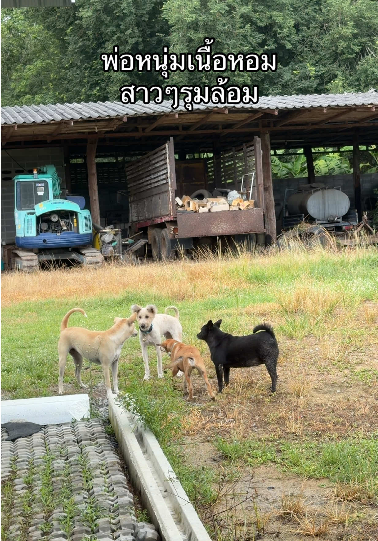 @เอ๋เอ๋รักหมาแมวจร