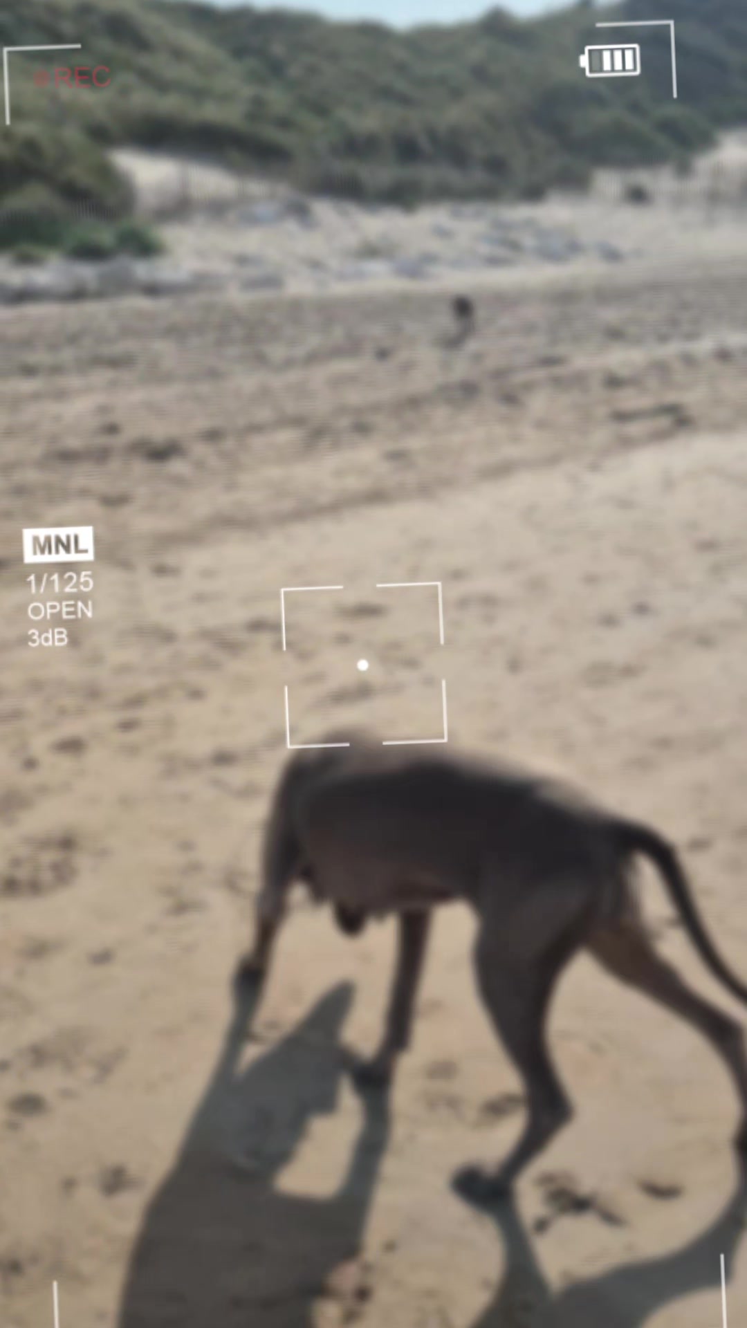 @Sabsky weimaraners