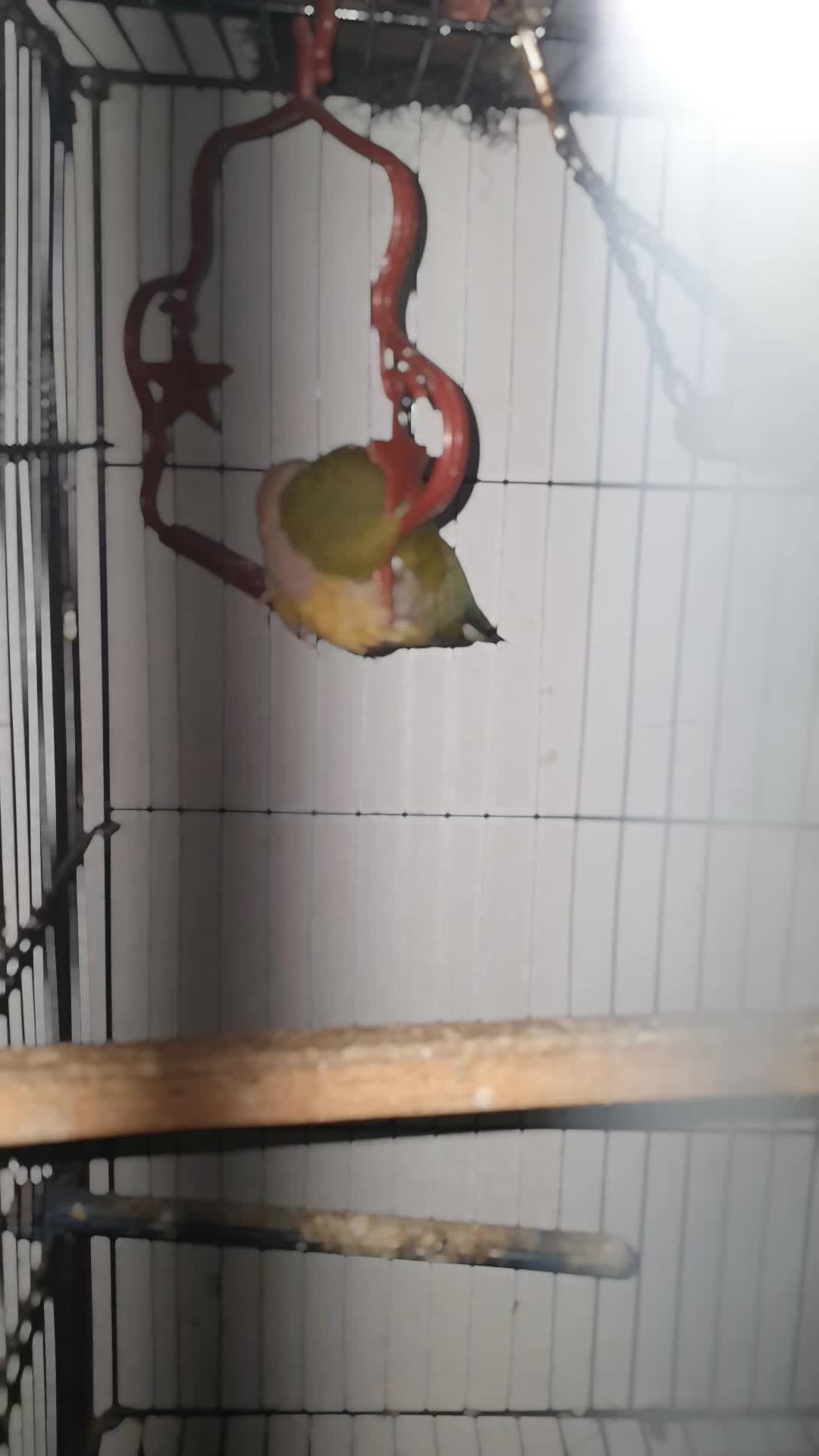 @B for birds
