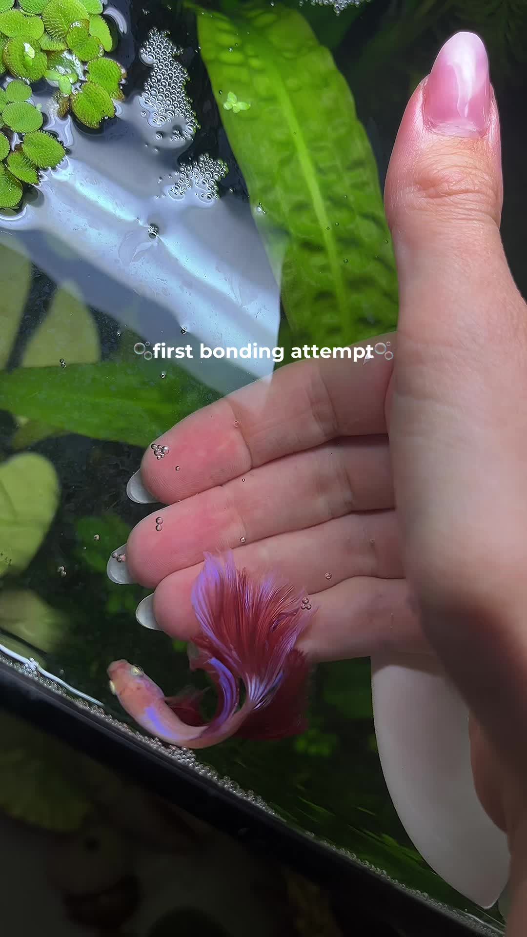 @alicia🌷͙֒⊹