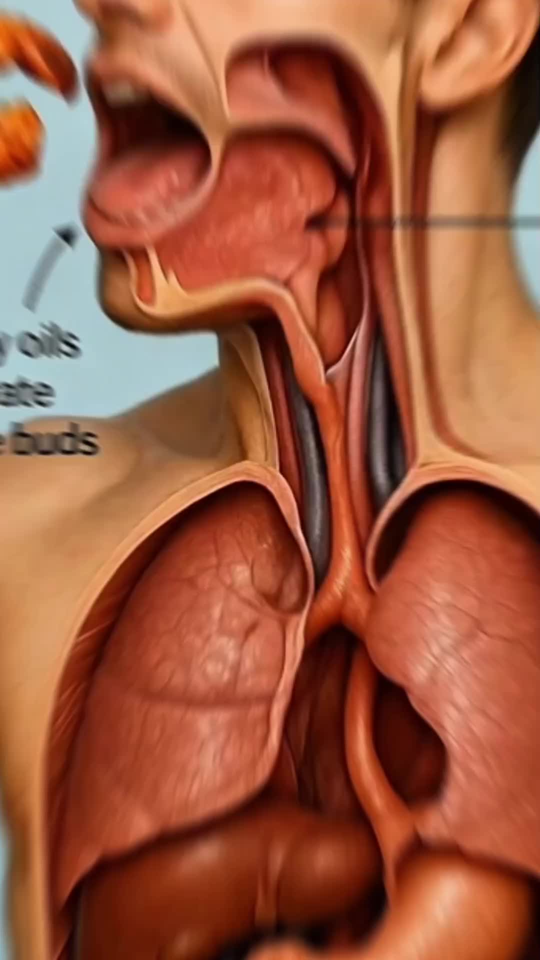 @Anatomy Inside