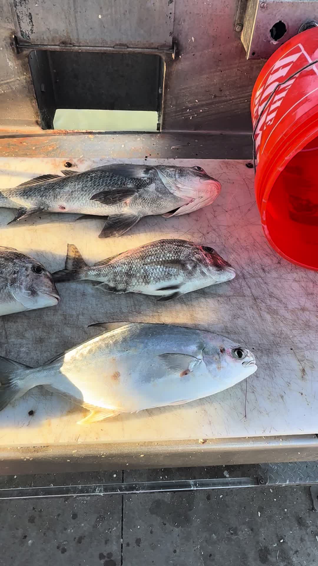 @Trigger Rich Fishing Charters