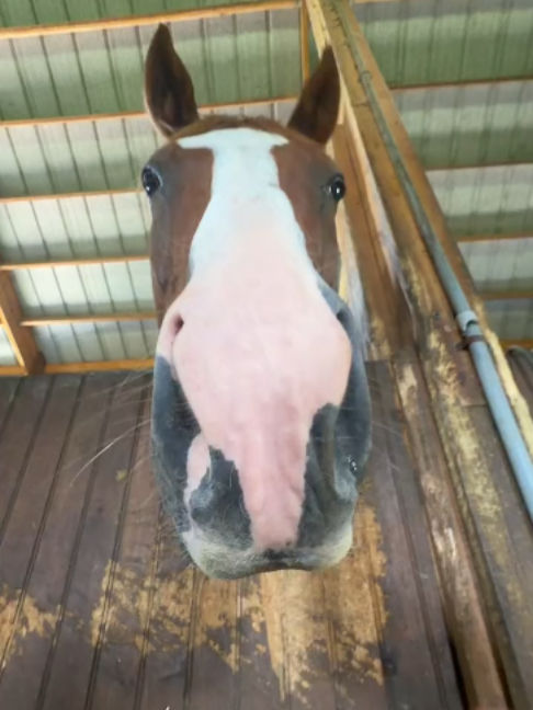 @Horses TikTok