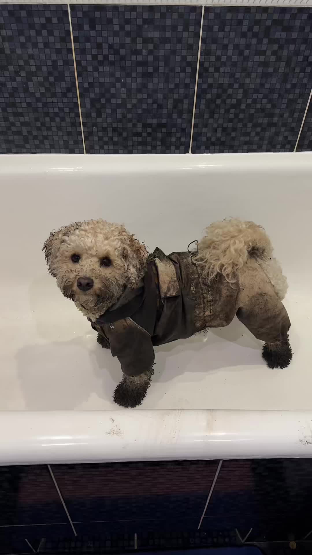 @barney poochon 🐾