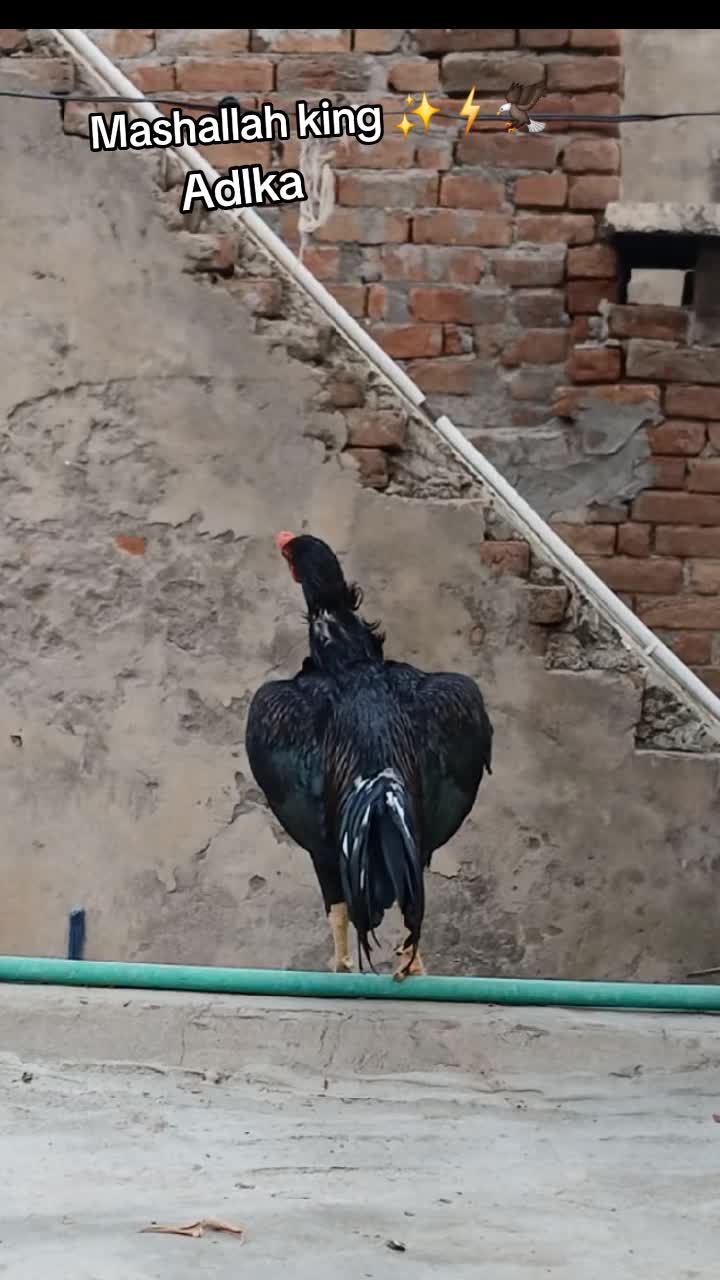@شوق سرگودھا آ لے دا🔥🦅🐦&zwj;🔥😈