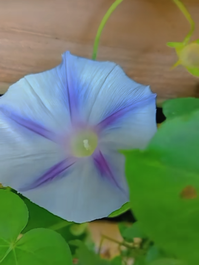 @🍀🇲🇫 حديقة حبيبة 🇲🇦🌺