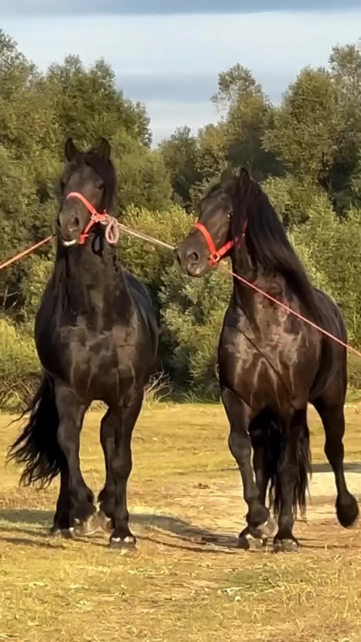 @wald l3alami