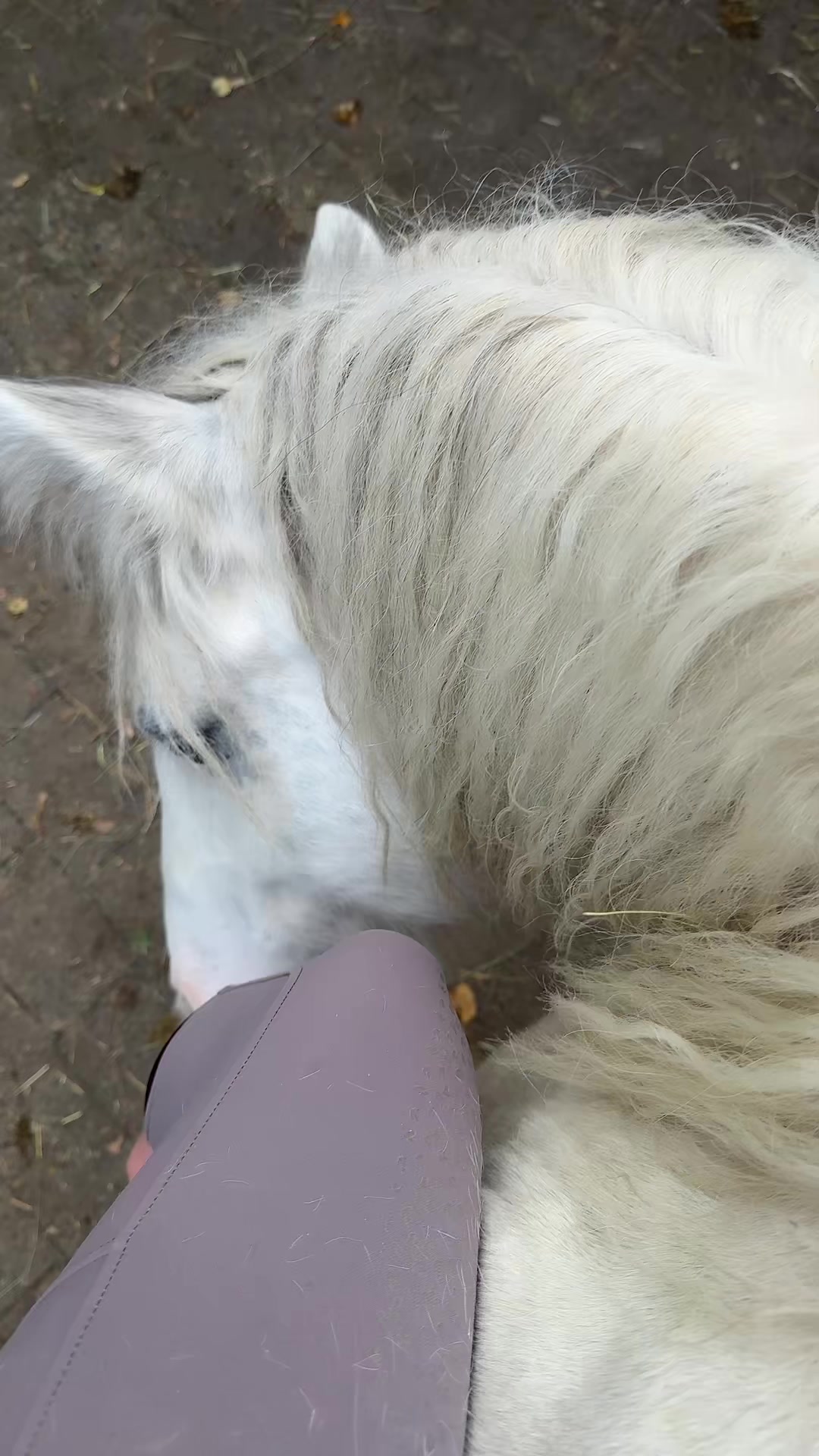 @HafiHorse2