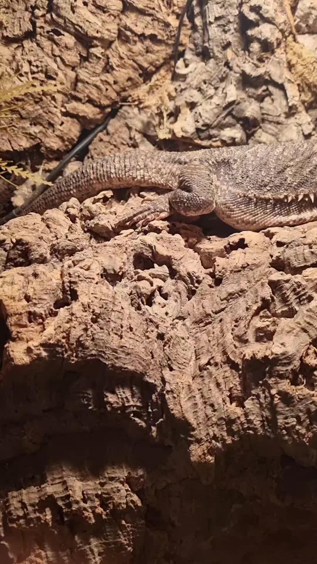 @Rockin' Reptiles Bristol