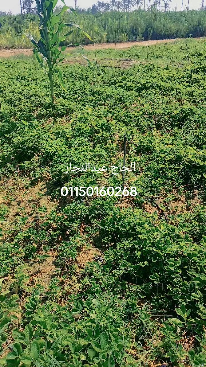 @حمو الدولي