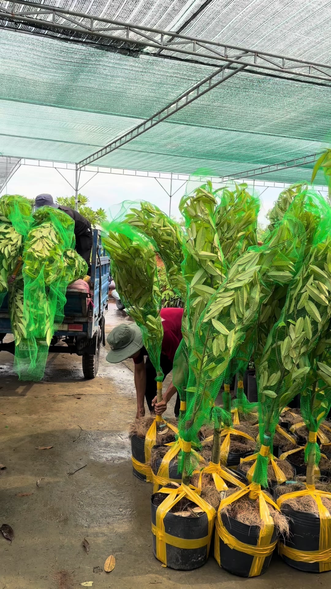 @Hùng Chương STCG Welofarm