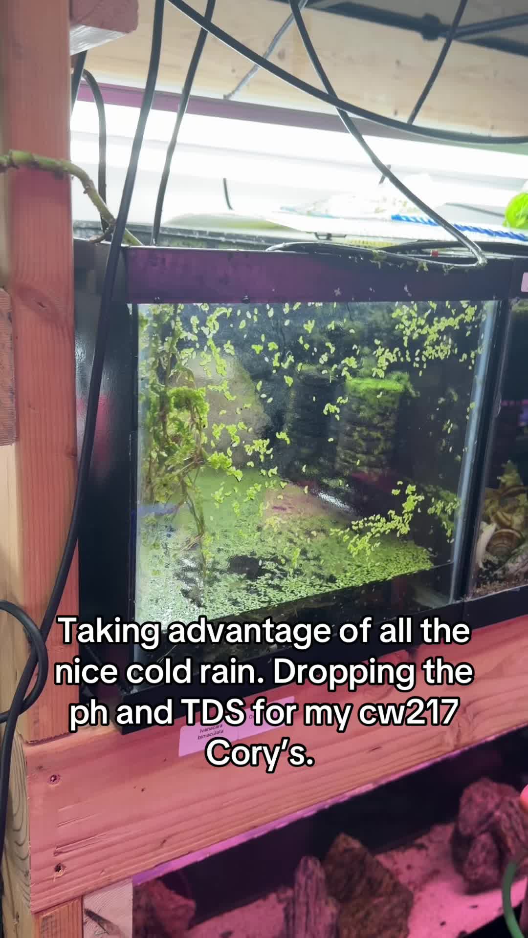 @Orange Aquatics 🐟