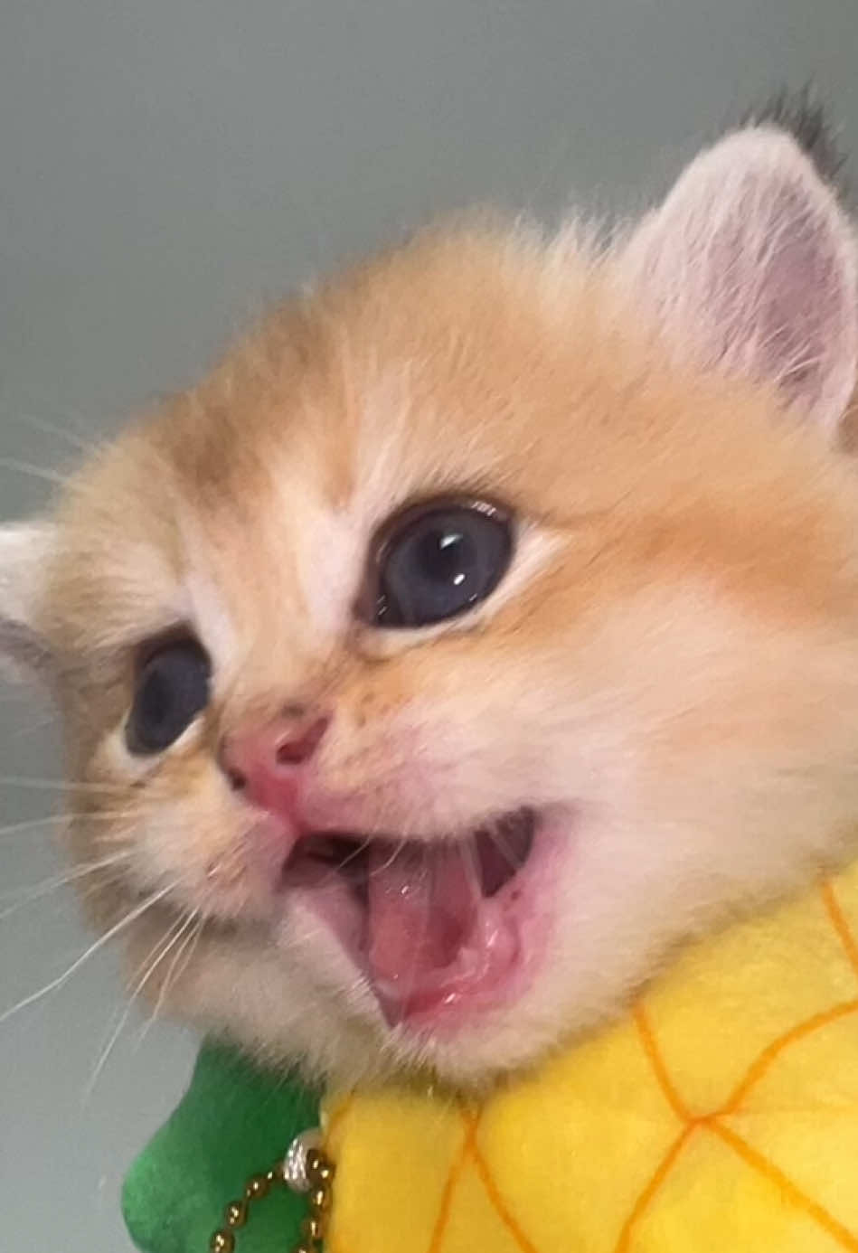 @Soothing Cats😻
